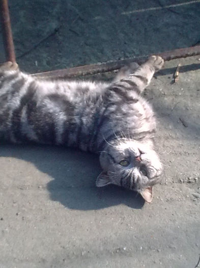 British shorthair ARCI