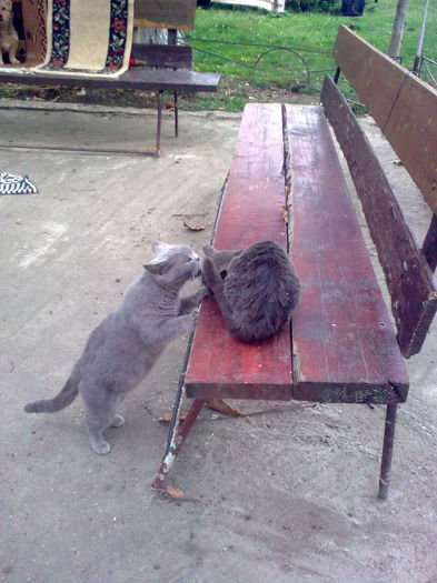 British Shorthair; Lulu si Sany
