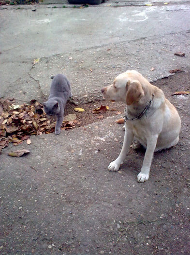 British Shorthair si Labrador; Nora si Sany
