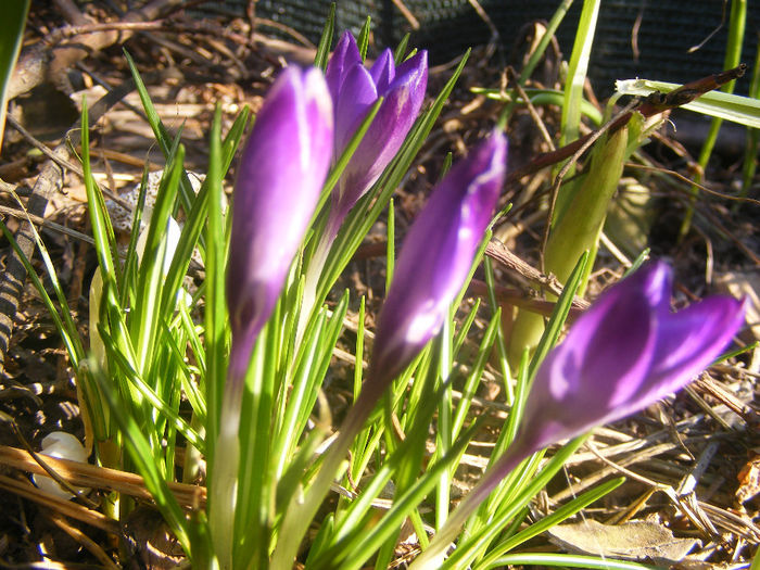 CROCUSI MOV