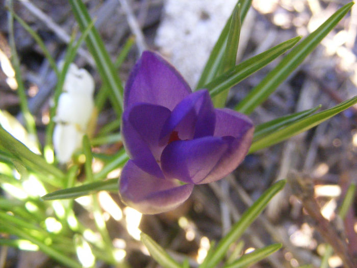 CROCUSI MOV