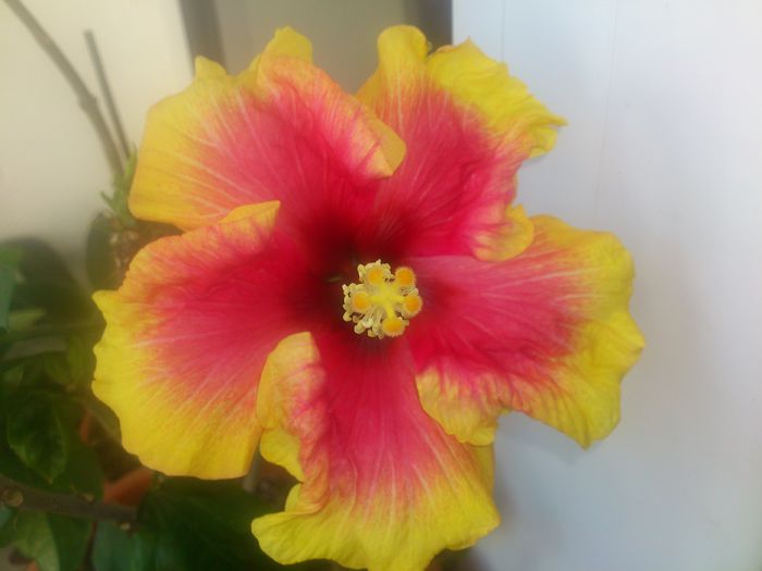 13.03.2014 - Flori 2014