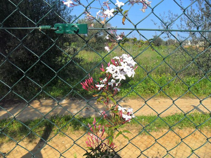 inflorirea jasmin polyanthum