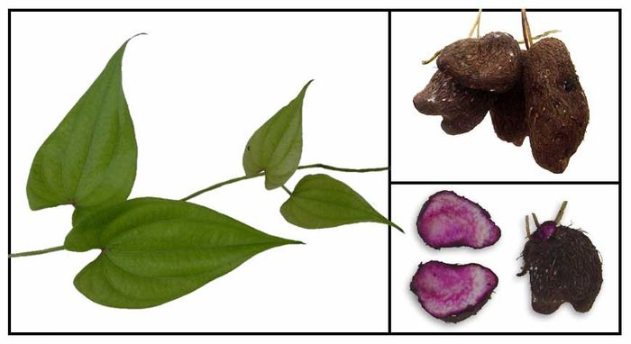 Dioscorea alata - alte vegetale de consum putin cunoscute