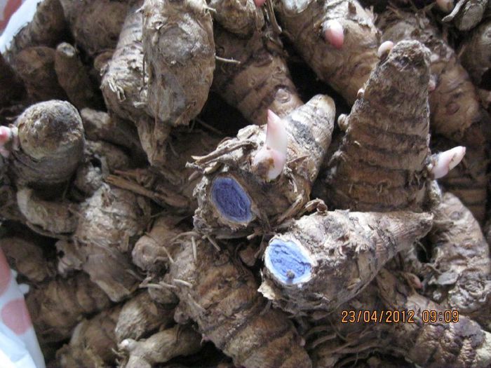 curcuma caesia turmeric negru - alte vegetale de consum putin cunoscute
