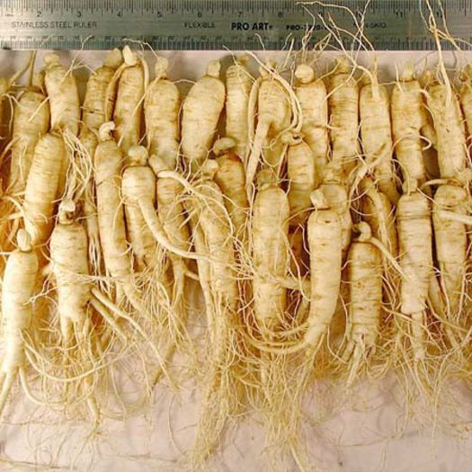 panax-ginseng - alte vegetale de consum putin cunoscute