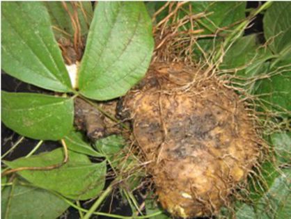 dioscorea hispida - alte vegetale de consum putin cunoscute