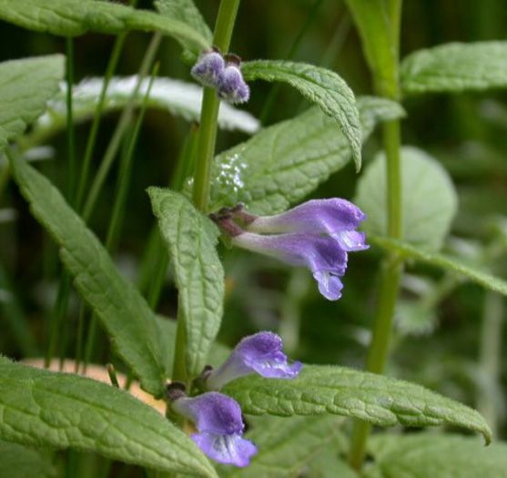 scutellaria-galericulata
