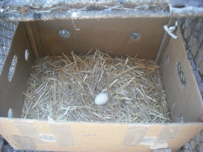 ieri a sosit ,azi am si gasit primul ou,productivitate nemteasca - 12 WYANDOTTE POTARNICHIU ORANGE BANTAM