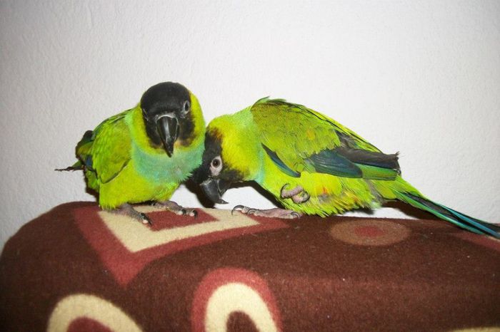 1911791_834236423259064_1314633173_n