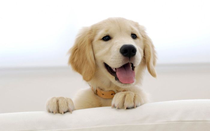 golden_retriever_puppy-wide - POZE DESKTOP