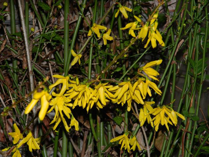 DSCN3777 - MARTIE_2014