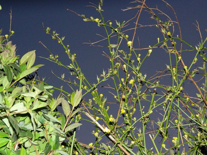 DSCN3780 - MARTIE_2014