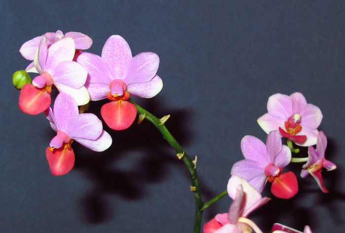 Dtps. Liu's Cute Angel