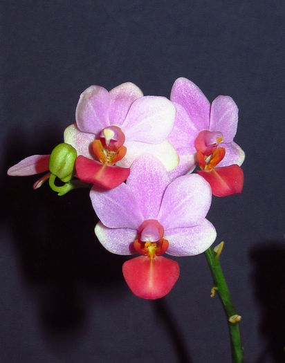 Dtps. Liu's Cute Angel