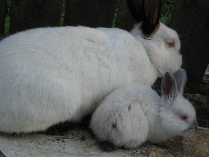 Femela Nr.3 cu pui de o luna