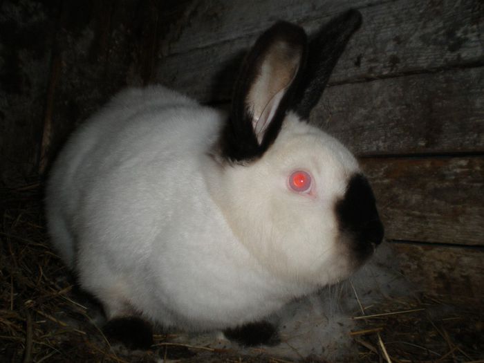 Femela Nr.2 (acum mamica)