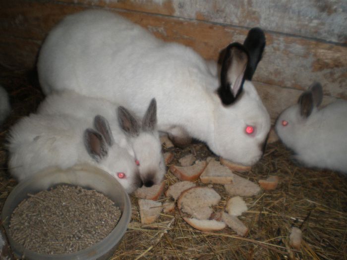 Femela Nr.3(cu puisori)