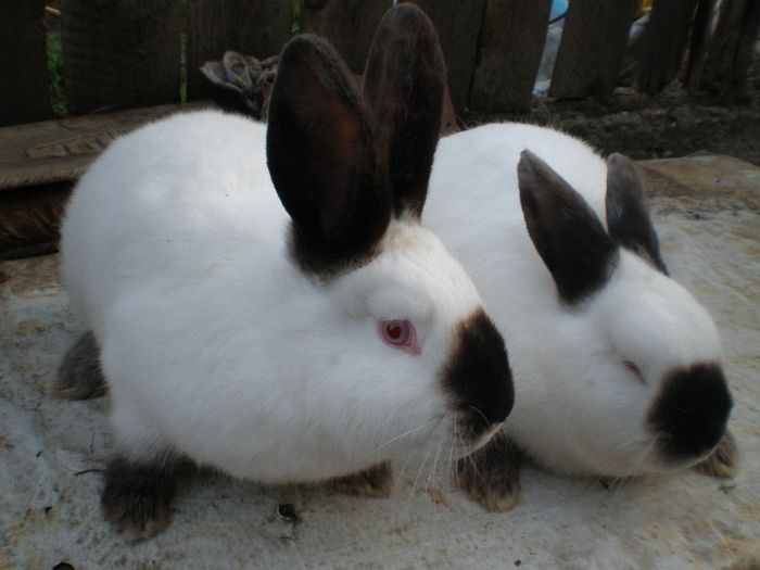 Femelele Nr.4 si Nr.5(proaspete achizitii)