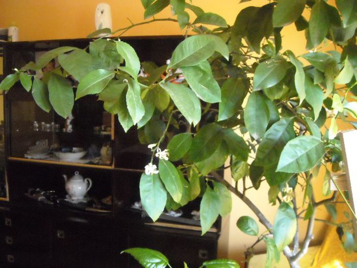 DSCN0096