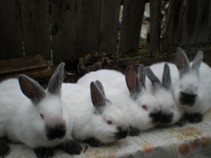 masculi si femele 8 sapt.