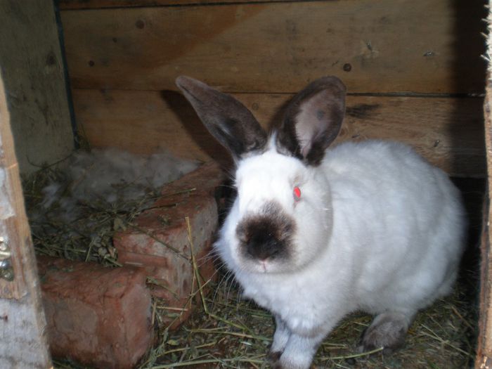 Veterana 10 mititei de 12 zile