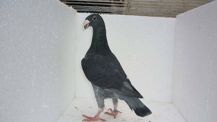 F2 - Voiajori Germani Poze