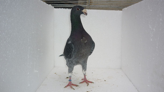 F2 - Voiajori Germani Poze