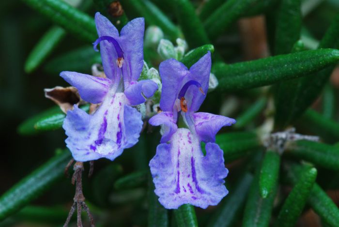 rosmarin-flori; (Rosmarinus officinalis)Preparat sub form%u0103 de ceai, el cur%u0103%u0163%u0103 stomacul de secre%u0163ii, normalizeaz%u0103 digestia %u015Fi red%u0103 apeten%u0163a
