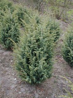 ienupar comun; (Juniperus communis)
