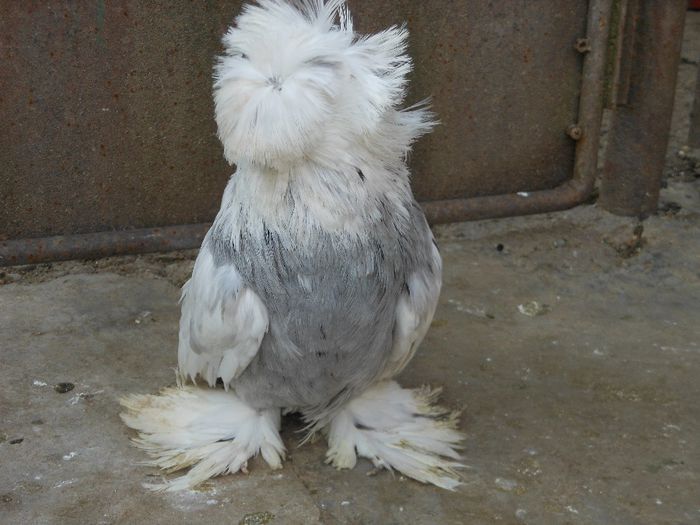 mascul 2013 din almond