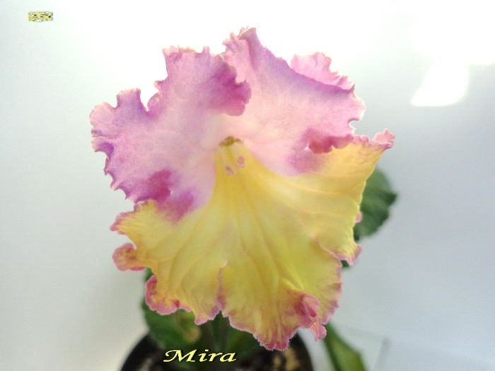 Mira (14-03-2014) - Streptocarpusi 2014