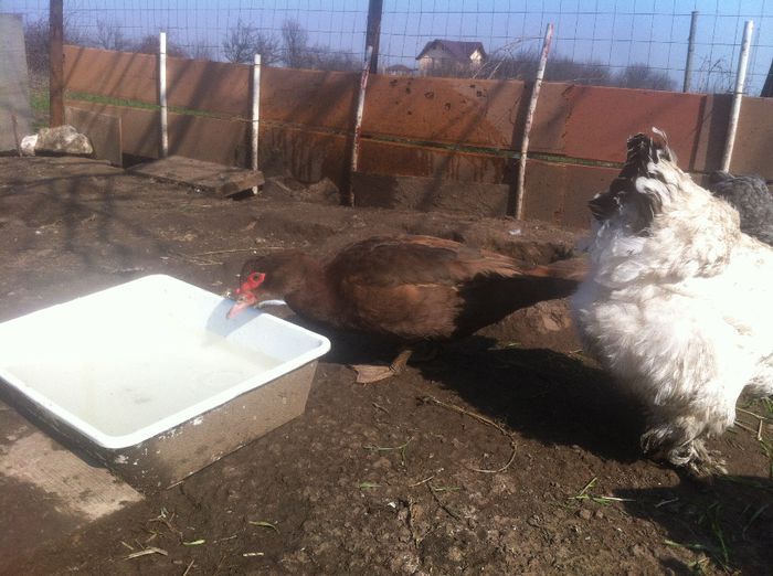 Sălbatica Afrodita; Afrodita-o rata superba dar sălbatică .nu socializeaza ,sta mereu retrasă ,doarme singura,la aceasta data inca nu se calca si nu oua. 
Si totusi imi place asa cum e. Sper
Ca odata cu calcatul,depune
