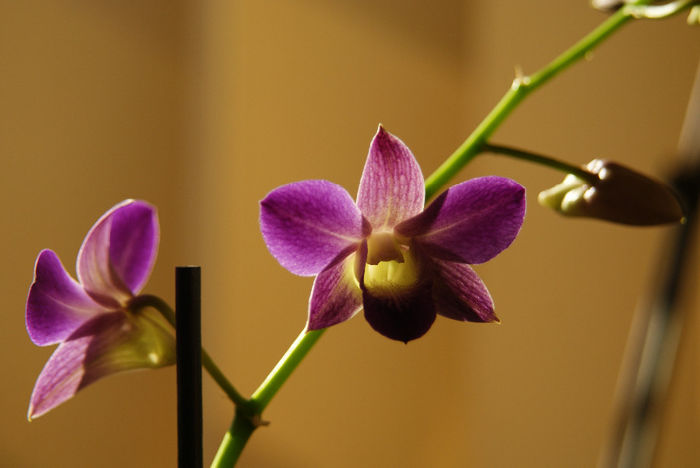 Dendrobium phalaenopsis; Ultima achizitie, din Auchan cu 20 lei.
