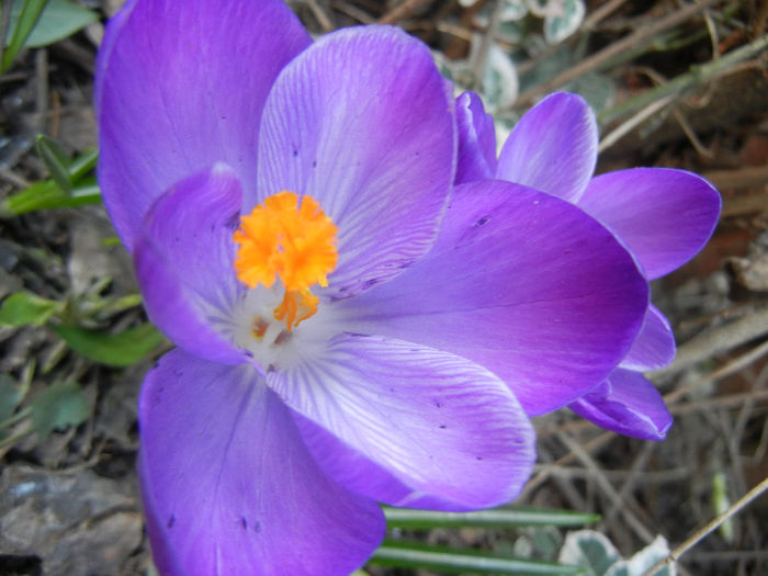 Crocus Remembrance (2014, March 12)