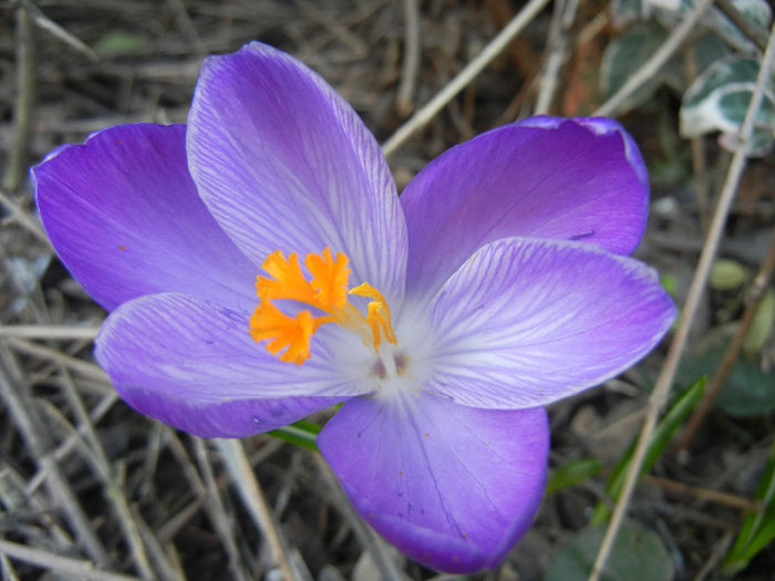 Crocus Remembrance (2014, March 12)