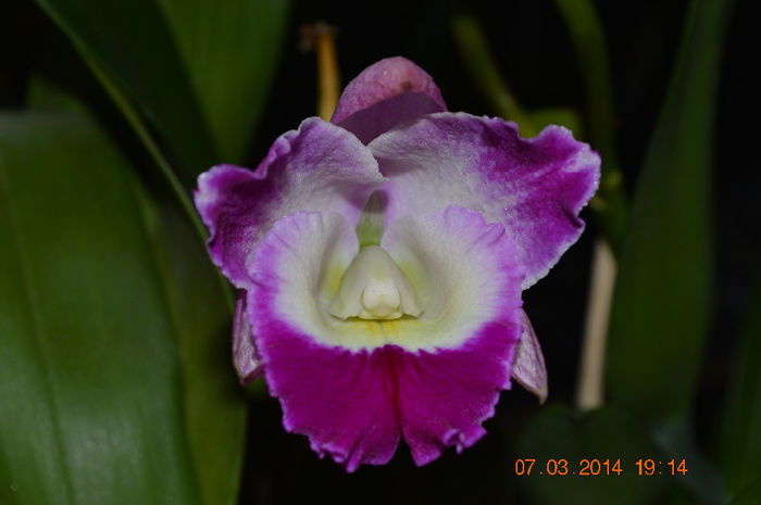 DSC_0029 (3) - Cattleya-Epicattleya-Laelia