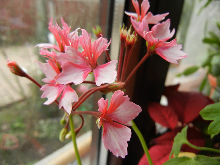 Pink Stellar Geranium (2014, March 11)