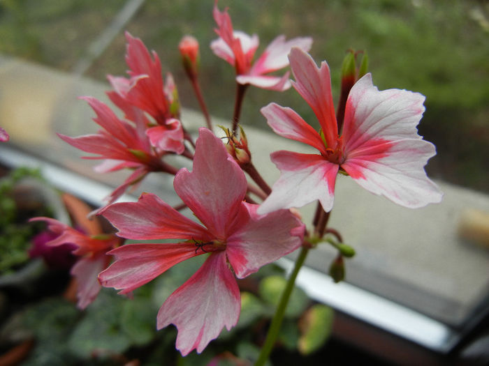 Pink Stellar Geranium (2014, March 11)