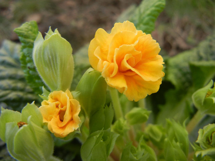 Double Primula, Yellow (2014, Feb.17) - PRIMULA Double