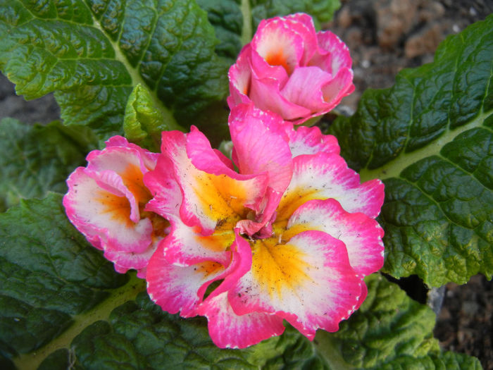 Double Primula, Pink (2014, March 13) - PRIMULA Double