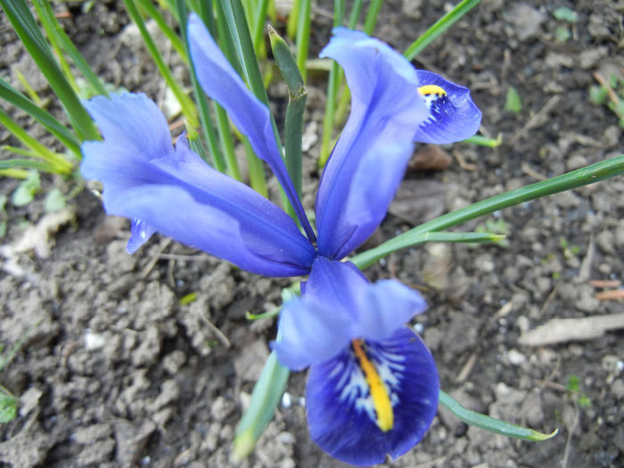 Iris reticulata Blue (2014, March 12) - Iris reticulata Blue