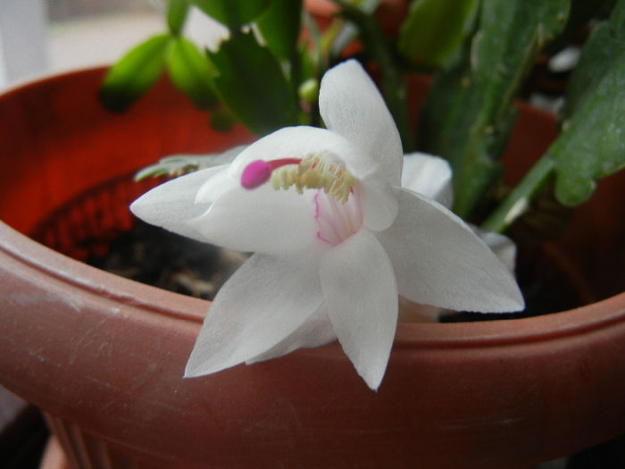 White Schlumbergera (2014, March 03)