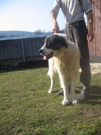 14.03.2014 - CIOBANESC ROMANESC DE BUCOVINA MAGURA