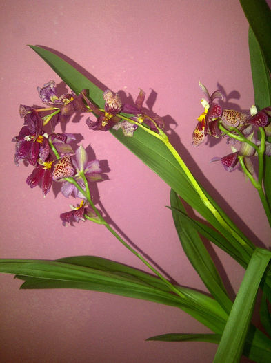 IMG-20140314-00851 - Orhidee oncidium 2013