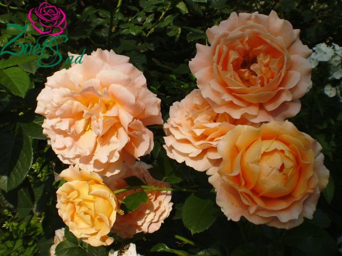 polka rose1