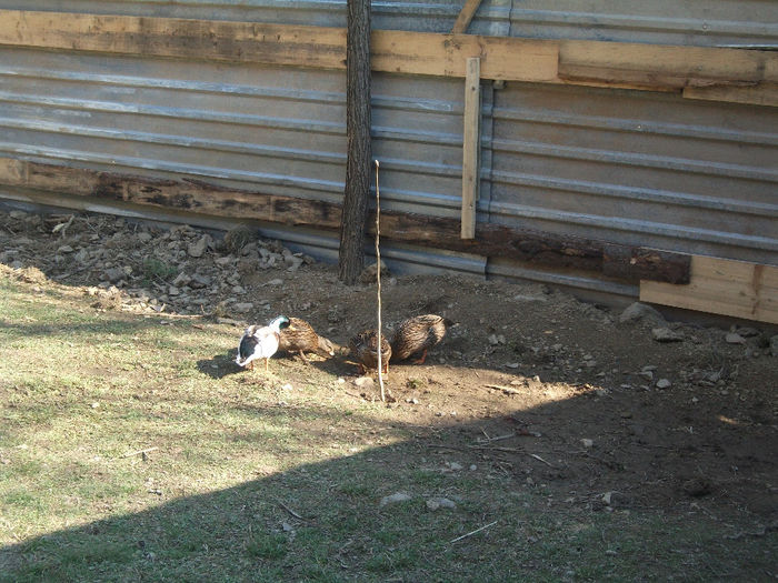 2014 009 - De prin curte 2014