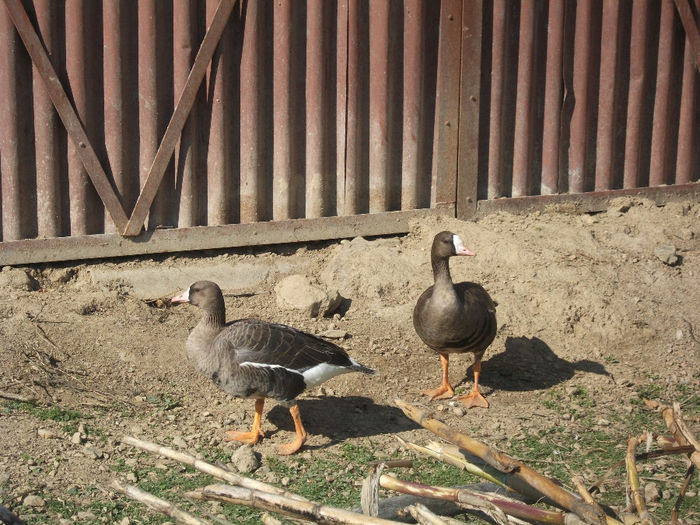 2014 021 - De prin curte 2014