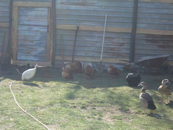 2014 023 - De prin curte 2014