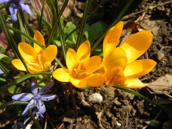 Crocus Gipsy Girl (2014, March 12)